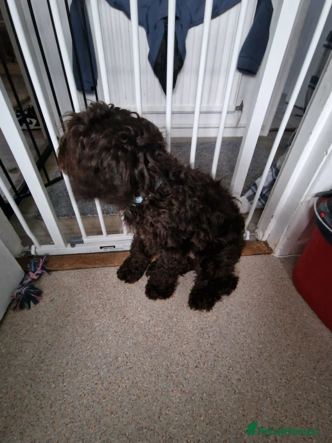 Cockapoo dogs for sale: Cockapoo boy - Advert 6