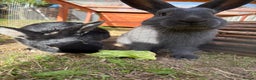 Mixed Breed rabbits for sale: 2 beautiful boys - Advert 5