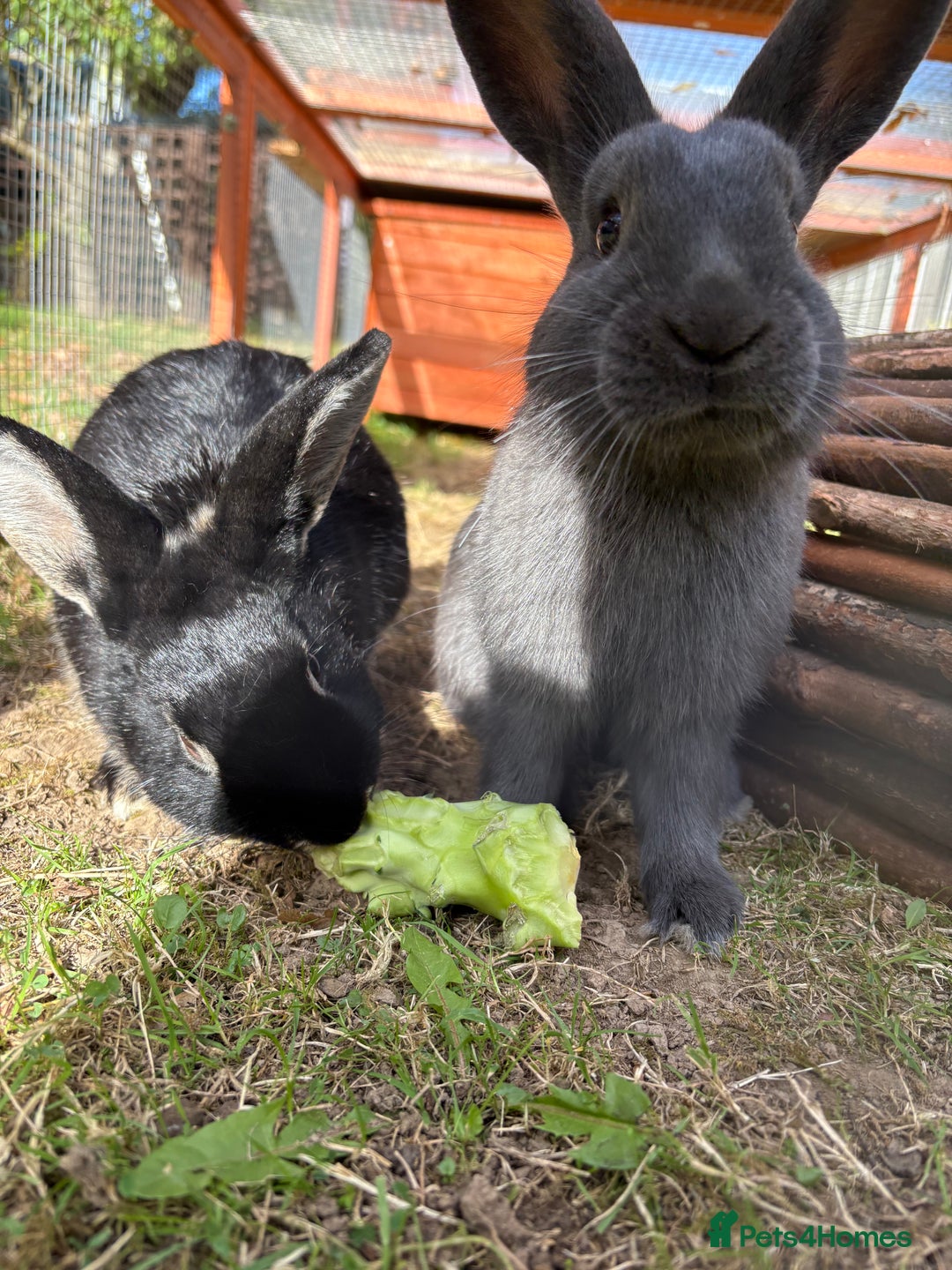 Mixed Breed rabbits for sale: 2 beautiful boys - Advert 5