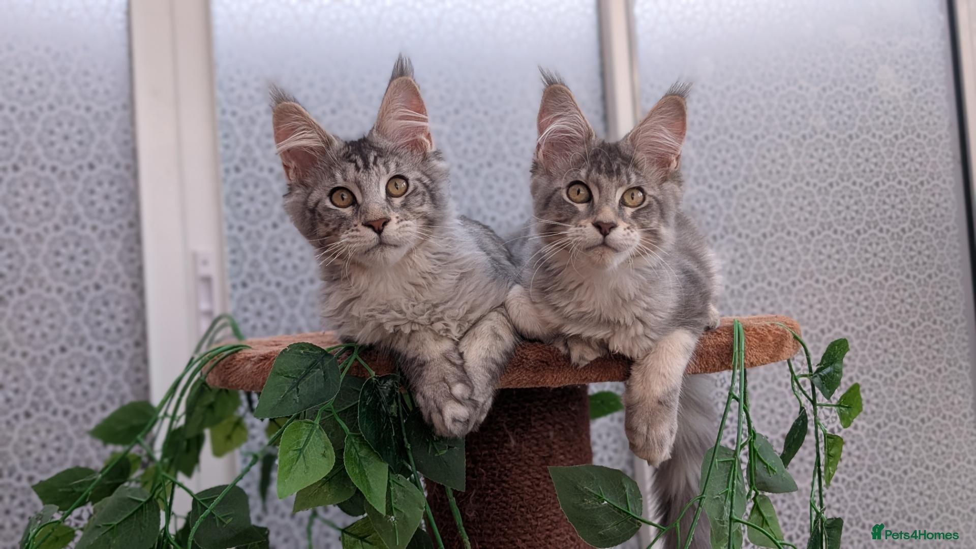 Maine Coon cats Stunning Tica registered Maine coon kittens - Advert 1