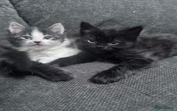 Mixed Breed cats for sale: Beautiful kittens  - Image 1