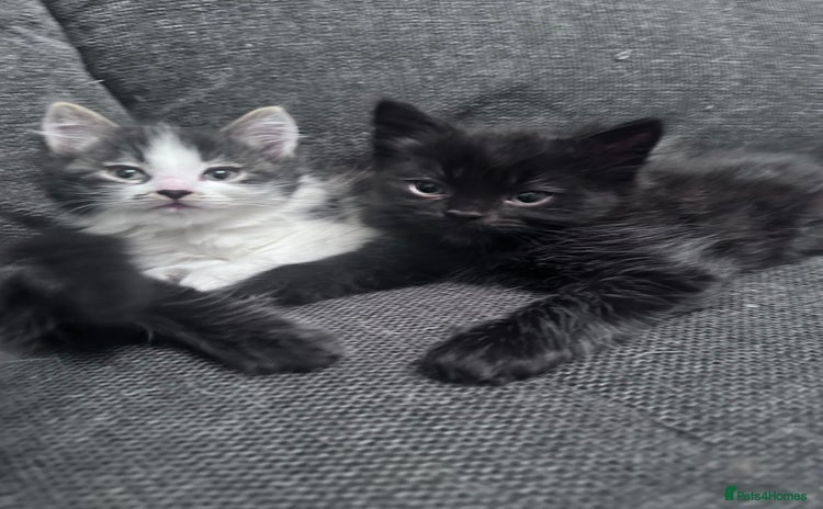 Mixed Breed cats - Advert 2