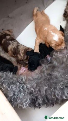Cockapoo dogs - Advert 14