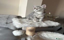 British Shorthair cats for sale: SILVER TABBIES - Registered & Full Pedigree - Image 23