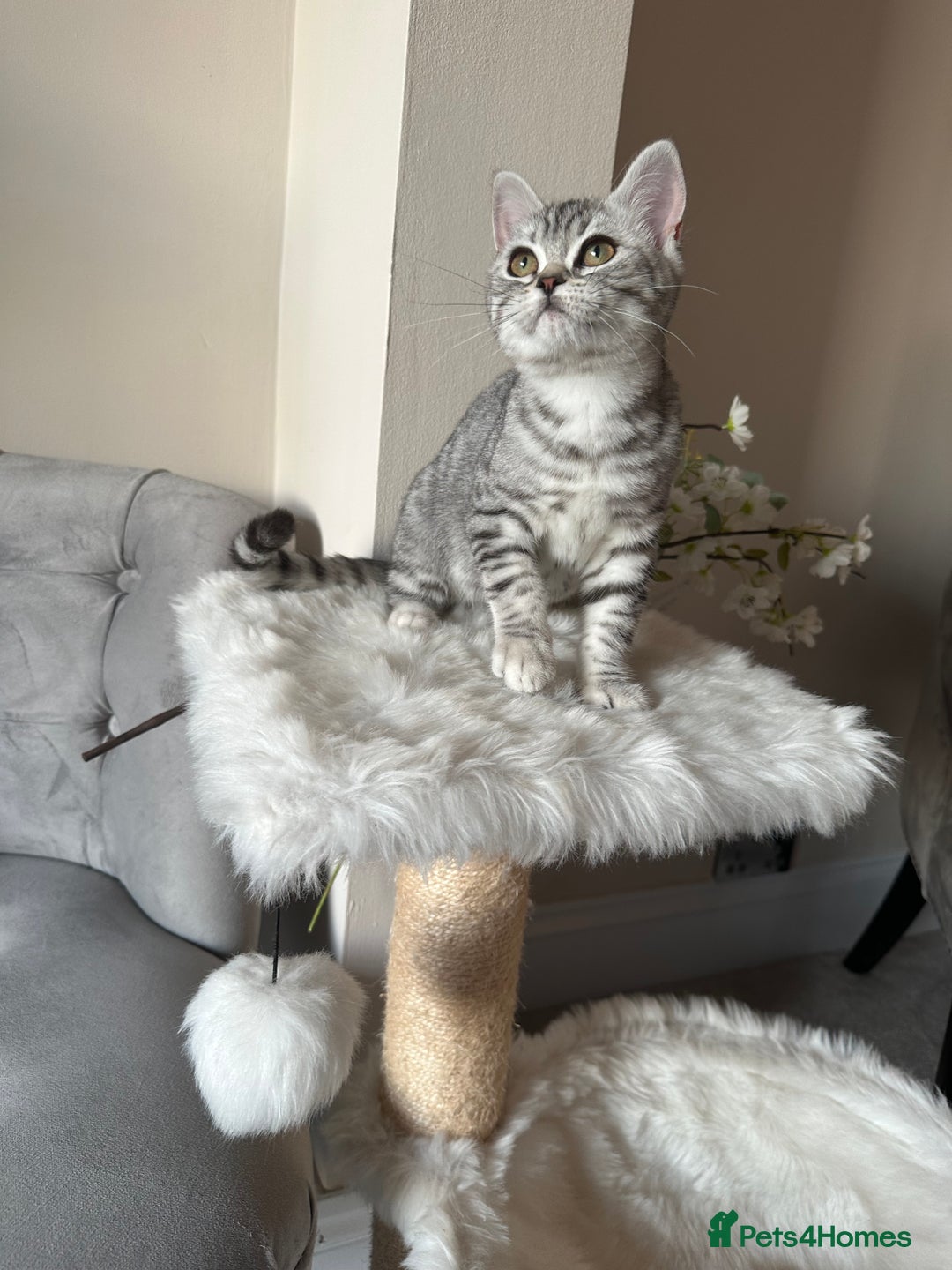 British Shorthair cats for sale: SILVER TABBIES - Registered & Full Pedigree - Image 23