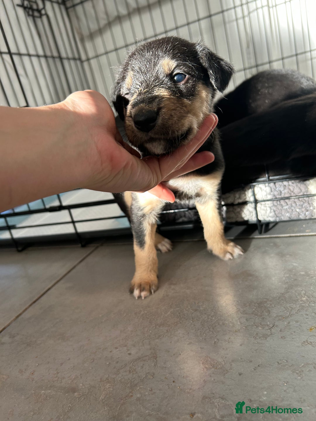 Mixed Breed dogs for sale: Lurcher puppies  - Advert 4