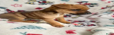 Mixed Breed 2