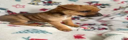 Mixed Breed dogs for sale: Jack Russell/ Yorkshire terrier puppy’s  in Pontypool - Advert 11