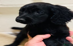 Cocker Spaniel dogs for sale: Beautiful cocker spaniels puppies for sale - Image 9