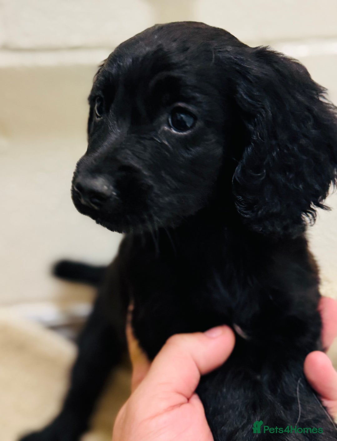 Cocker Spaniel dogs for sale: Beautiful cocker spaniels puppies for sale - Image 9