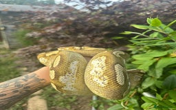 Python Snake reptiles for sale: 🐍 Ball Pythons for Sale – Collection Nottingham  - Image 9