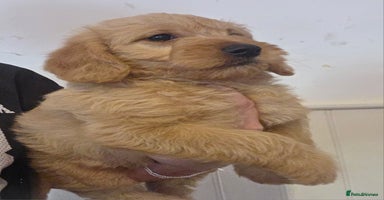 Jackapoo dogs - Advert 13
