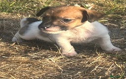 Jack Russell dogs for sale: jack Russel puppies  - Image 7