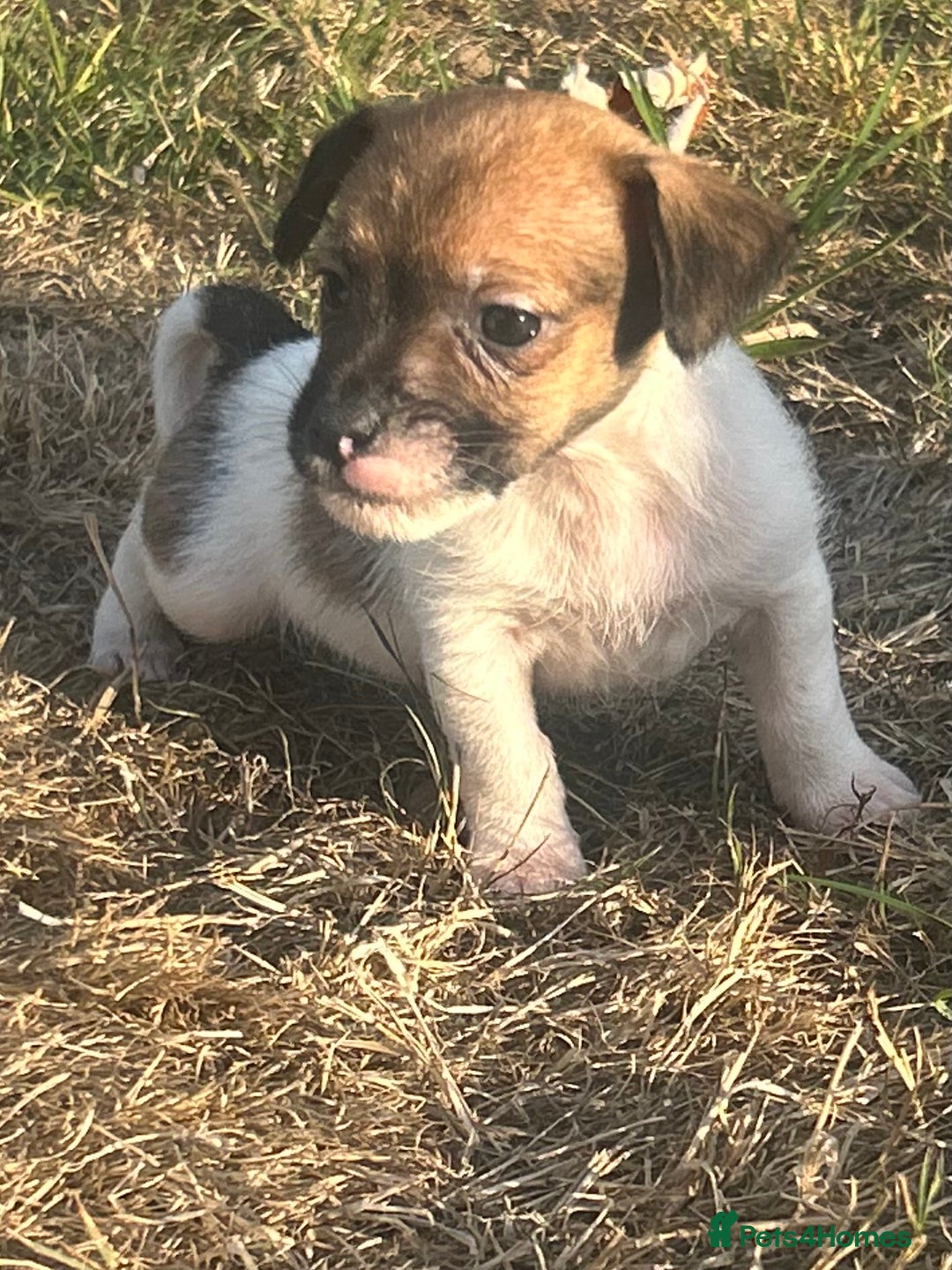 Jack Russell dogs for sale: jack Russel puppies  - Image 7