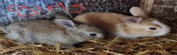 Mini Lop rabbits for sale: Mini lops  - Advert 6