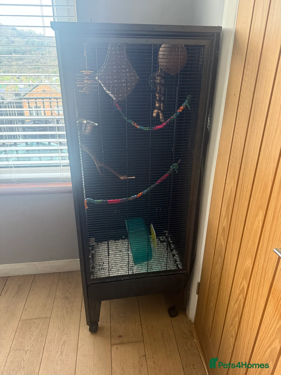 Sugar Glider rodents for sale: Sugar Glider Three Males plus Cage & Accessories - Advert 12