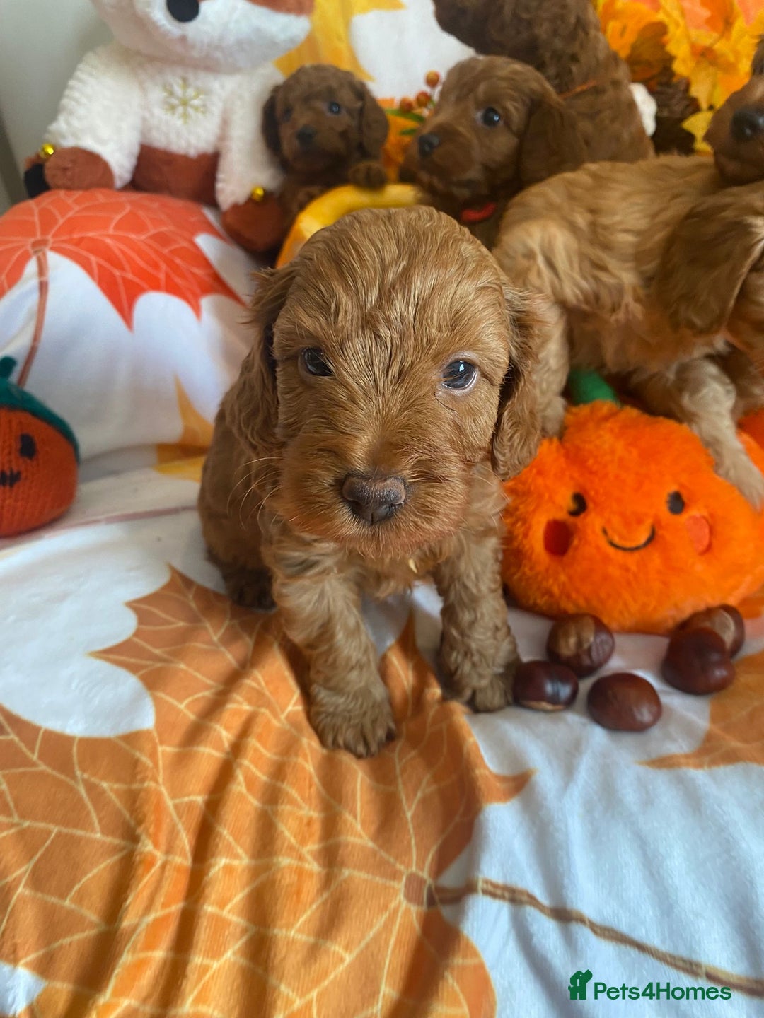 Cockapoo dogs for sale: Golden and Apricot Red F1b Cockerpoos for sale! - Image 6
