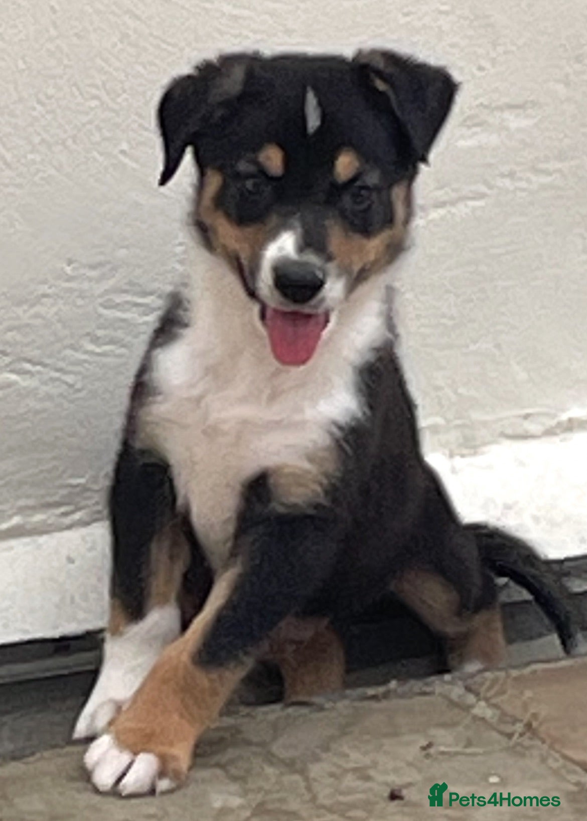 Australian Shepherd dogs Boys and girls available  - Advert 1