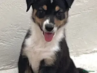 Australian Shepherd dogs Boys and girls available - Advert 1