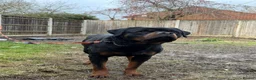Rottweiler dogs for sale: German Boxed Head Rottweiler Male 1year + - Advert 1