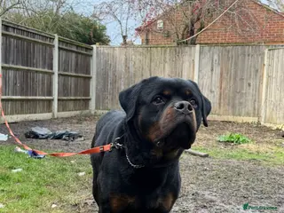 Rottweiler dogs German Boxed Head Rottweiler Male 1year + - Advert 1
