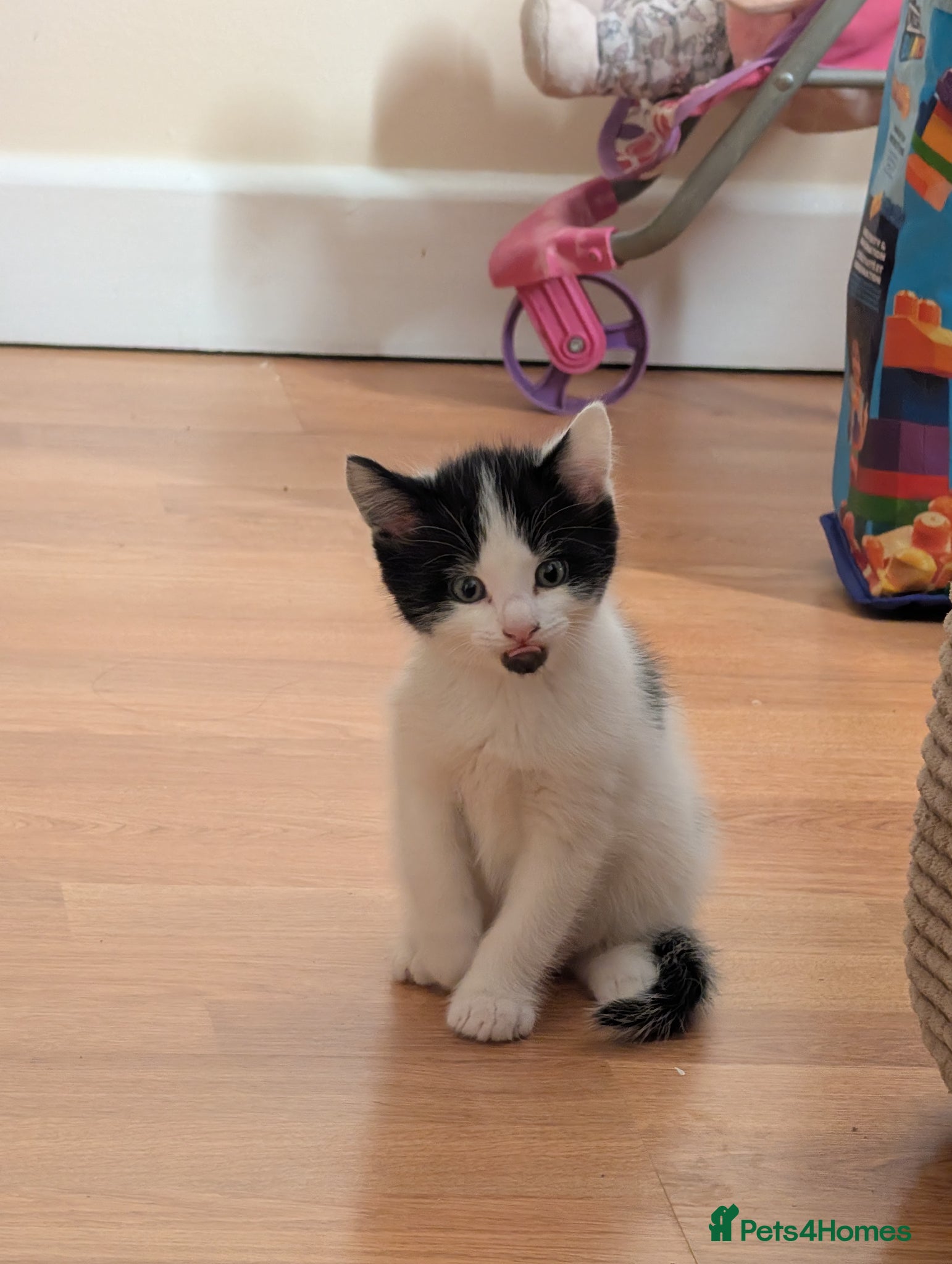Mixed Breed cats 3 female kittens ready to go.  - Advert 1