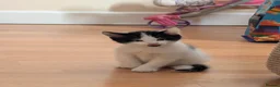 Mixed Breed cats for sale: 3 female kittens ready to go.  in Peterborough - Advert 1