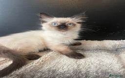 Ragdoll cats for sale: Seal boy needing  a special loving. Home  - Image 1