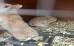 Netherland Dwarf rabbits for sale: Baby bunnies  - Image 5