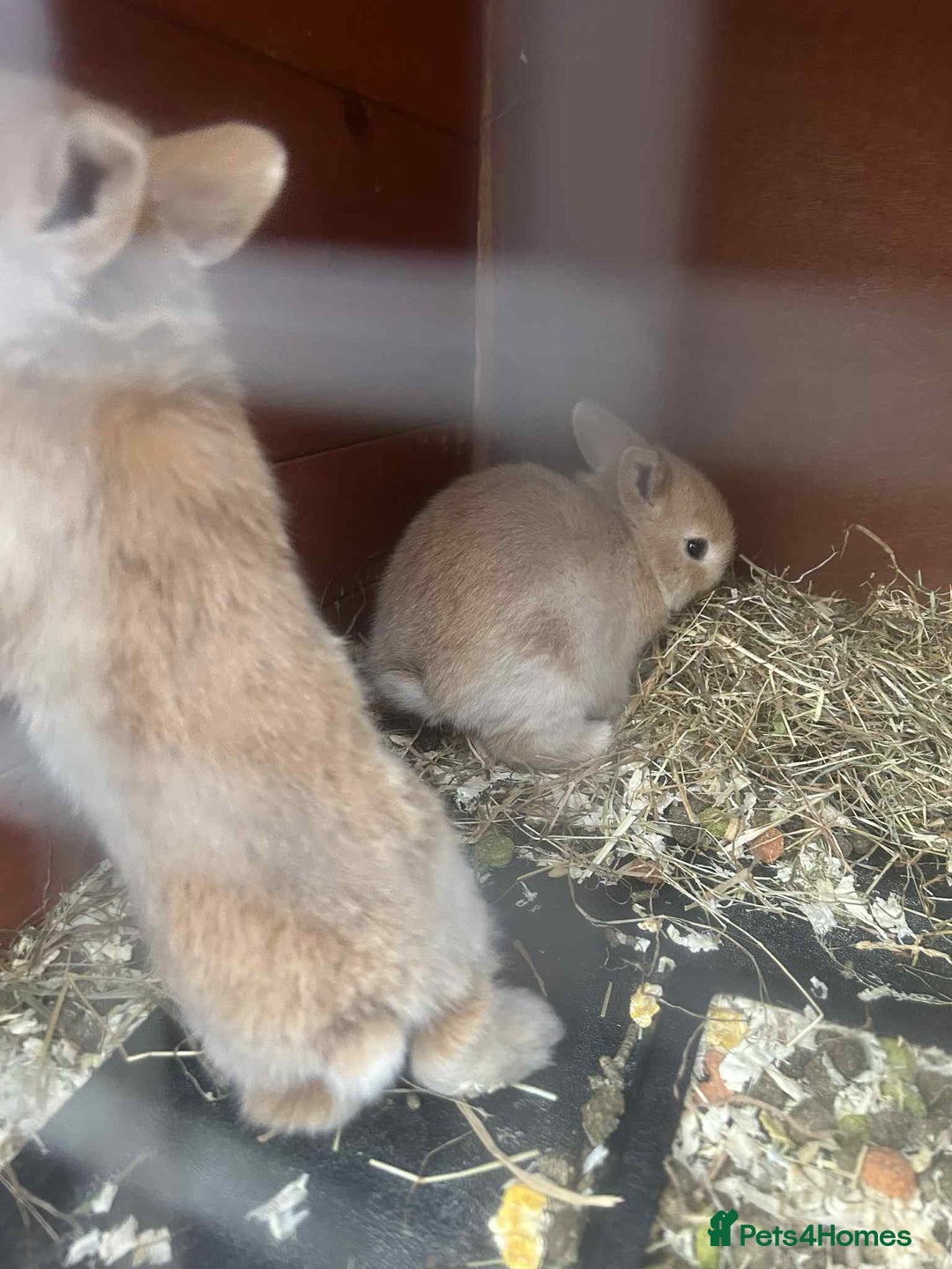 Netherland Dwarf rabbits for sale: Baby bunnies  - Image 5