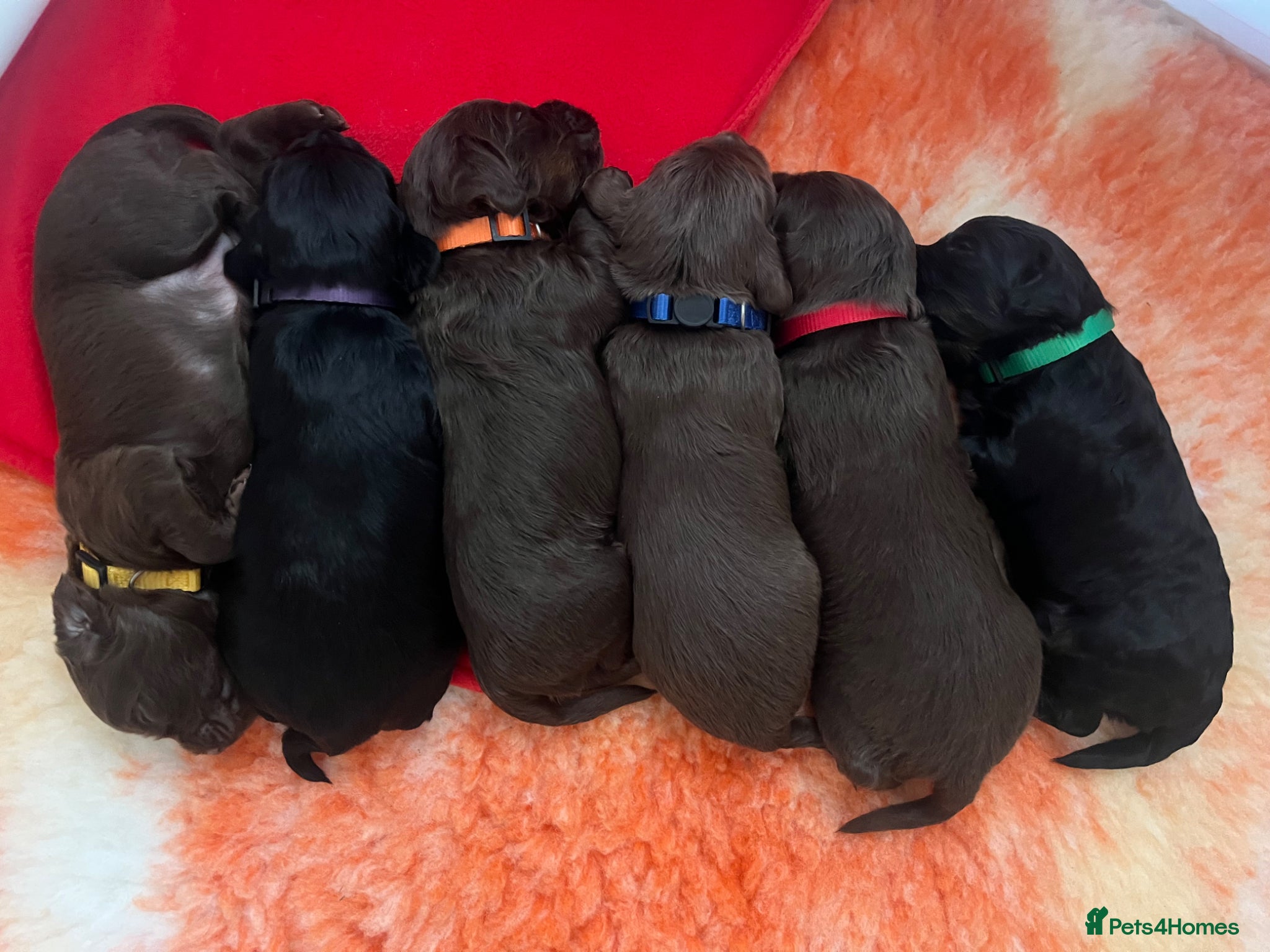 Cockapoo dogs Cockapoo puppies thoroughly health tested - Advert 7