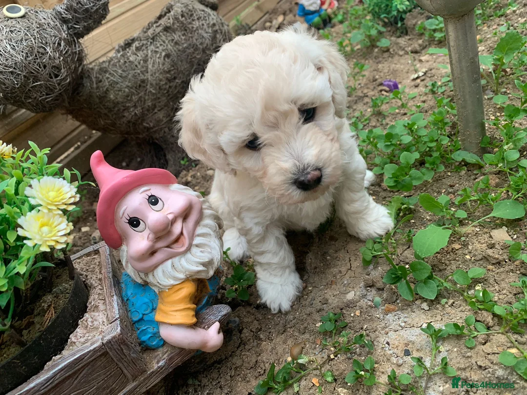 Bichon Frise dogs for stud: Bichon Frise for stud in Milton Keynes - Advert 19