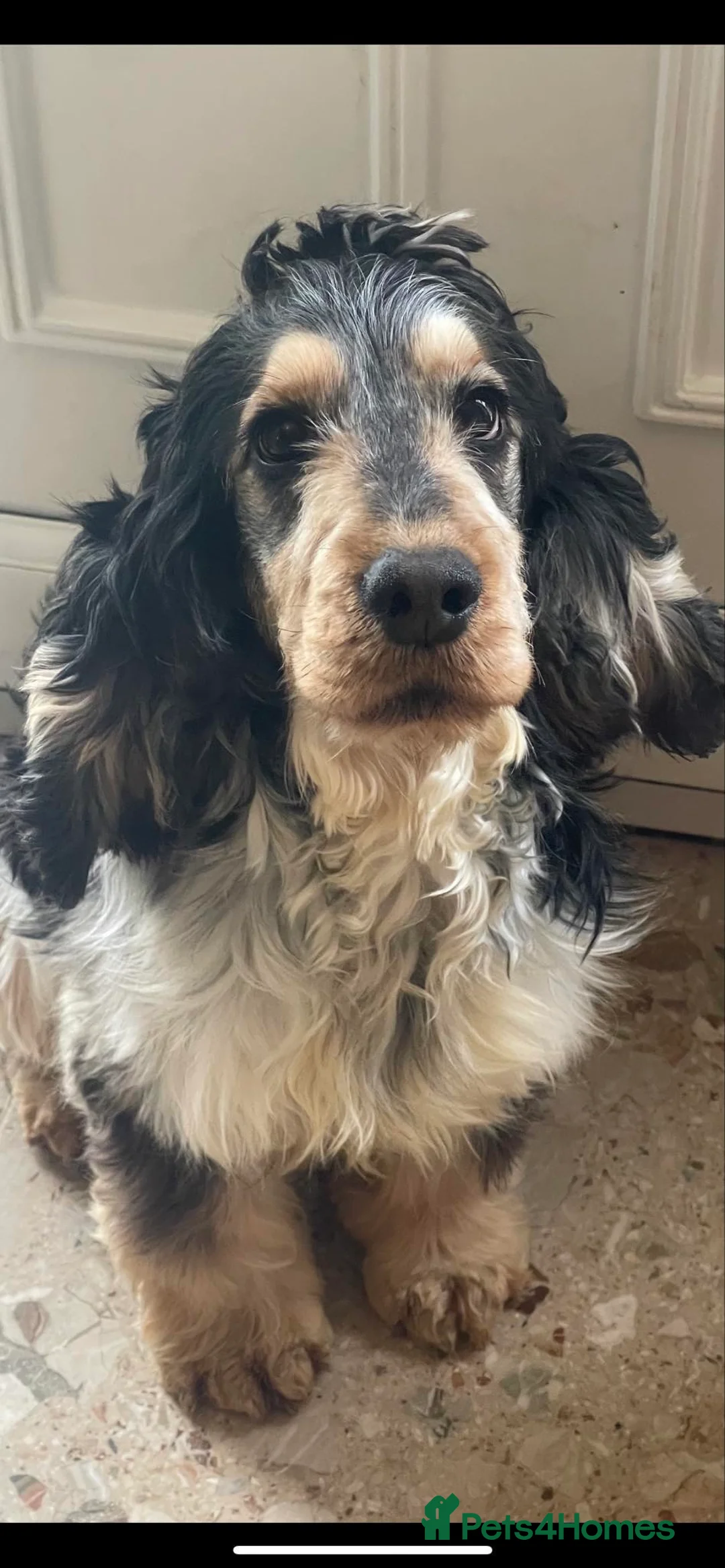 Cocker Spaniel dogs for stud: Blue roan and tan stud  in Doncaster - Advert 2
