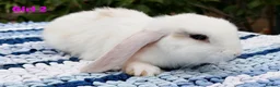 Mini Lop rabbits for sale: Cute French x Mini Lop Ready to Go!!! - Advert 8