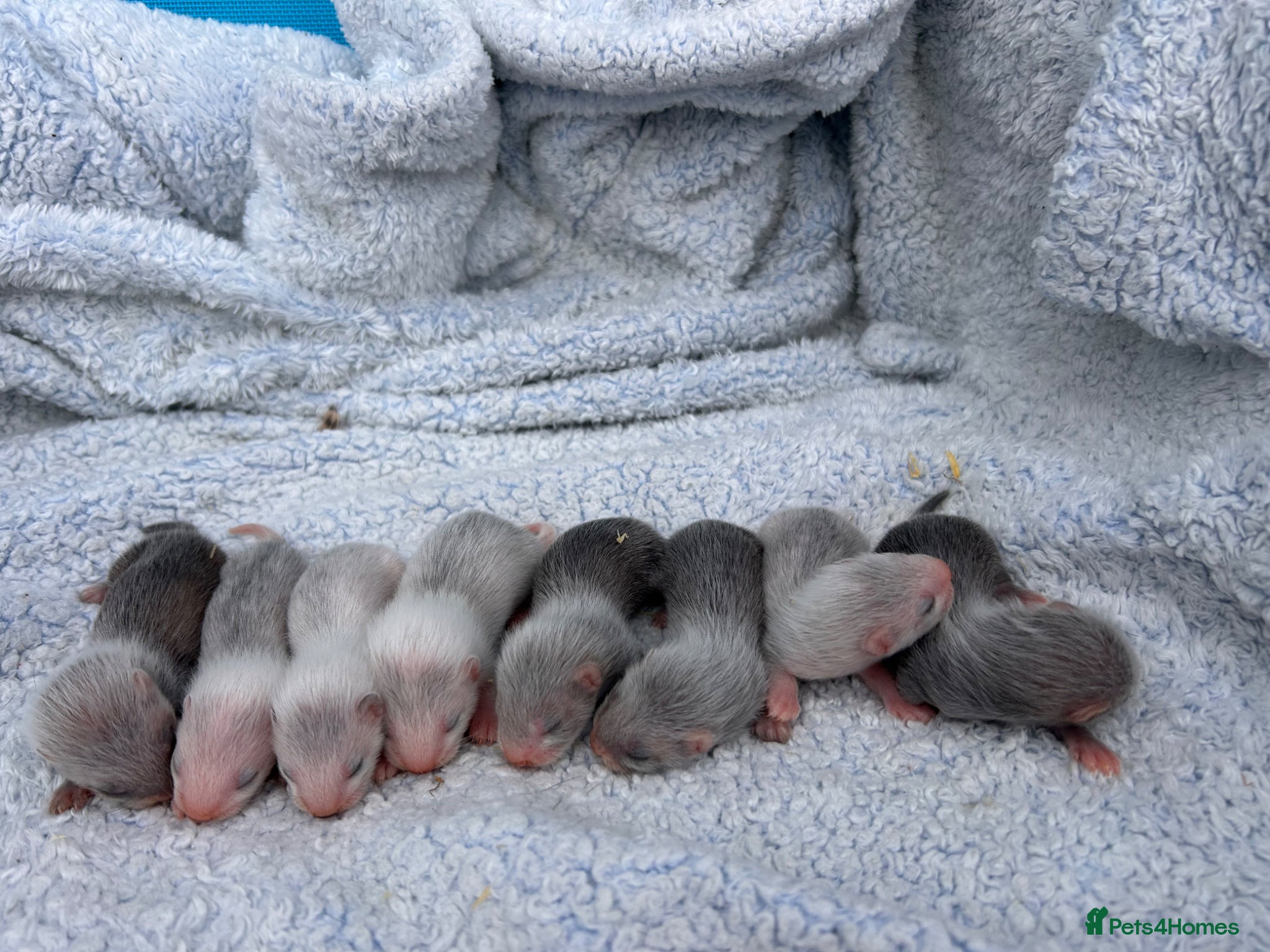 Ferret rodents for sale: Silver/marked semi angora ferrets.Ready in 4/5week - Advert 13