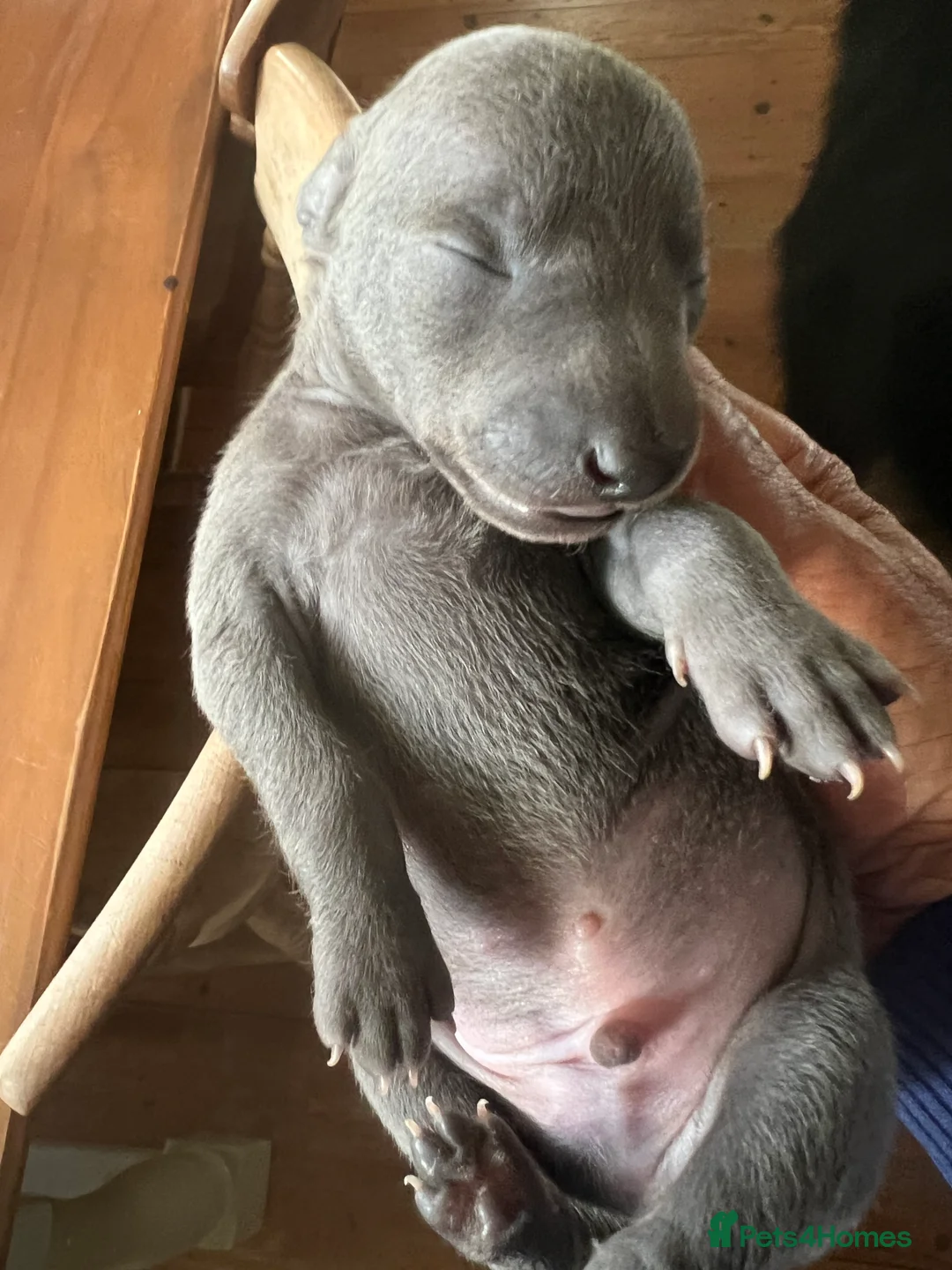 Italian Greyhound dogs for sale:     Italian Greyhound. Babies  - Advert 28