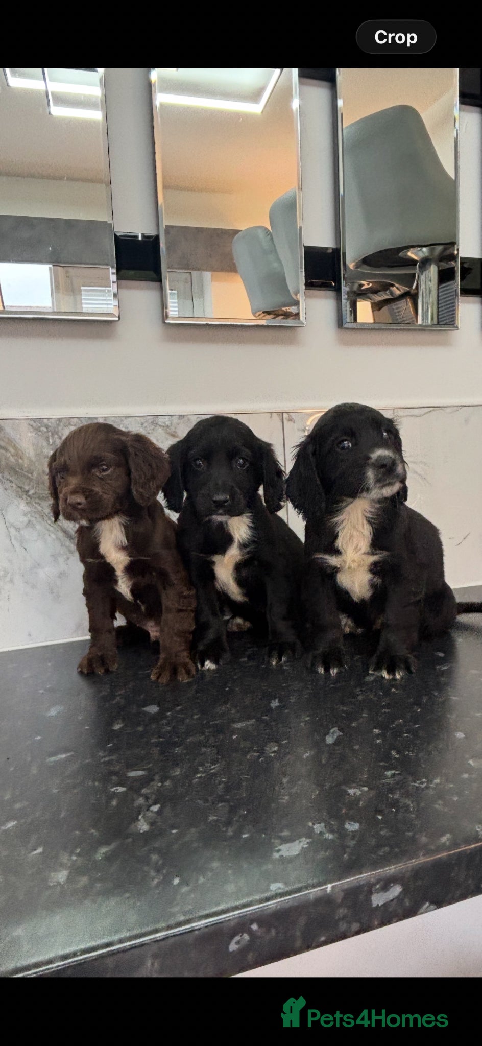 Maltipoo dogs Maltipoo puppies - Advert 1