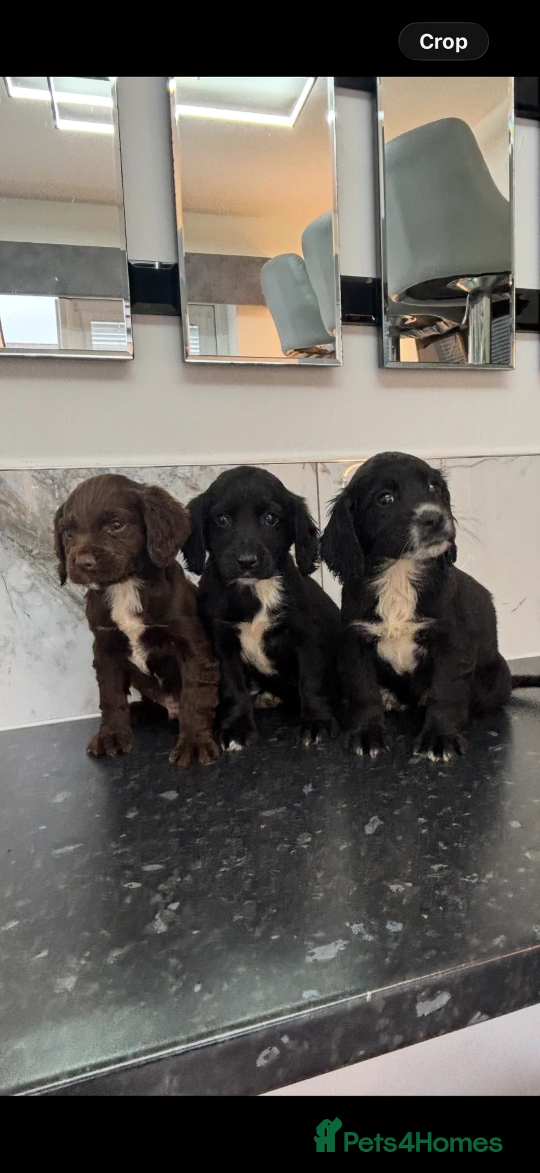 Maltipoo dogs for sale: Maltipoo puppies in Chester-le-Street - Advert 1