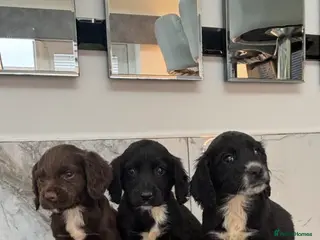 Maltipoo dogs Maltipoo puppies - Advert 1