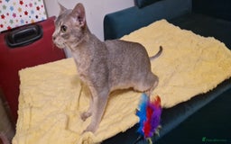 Abyssinian cats for sale: Beautiful blue boy 💙 - Image 5