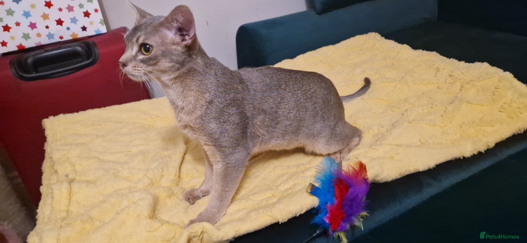 Abyssinian cats for sale: Beautiful blue boy 💙 - Image 5