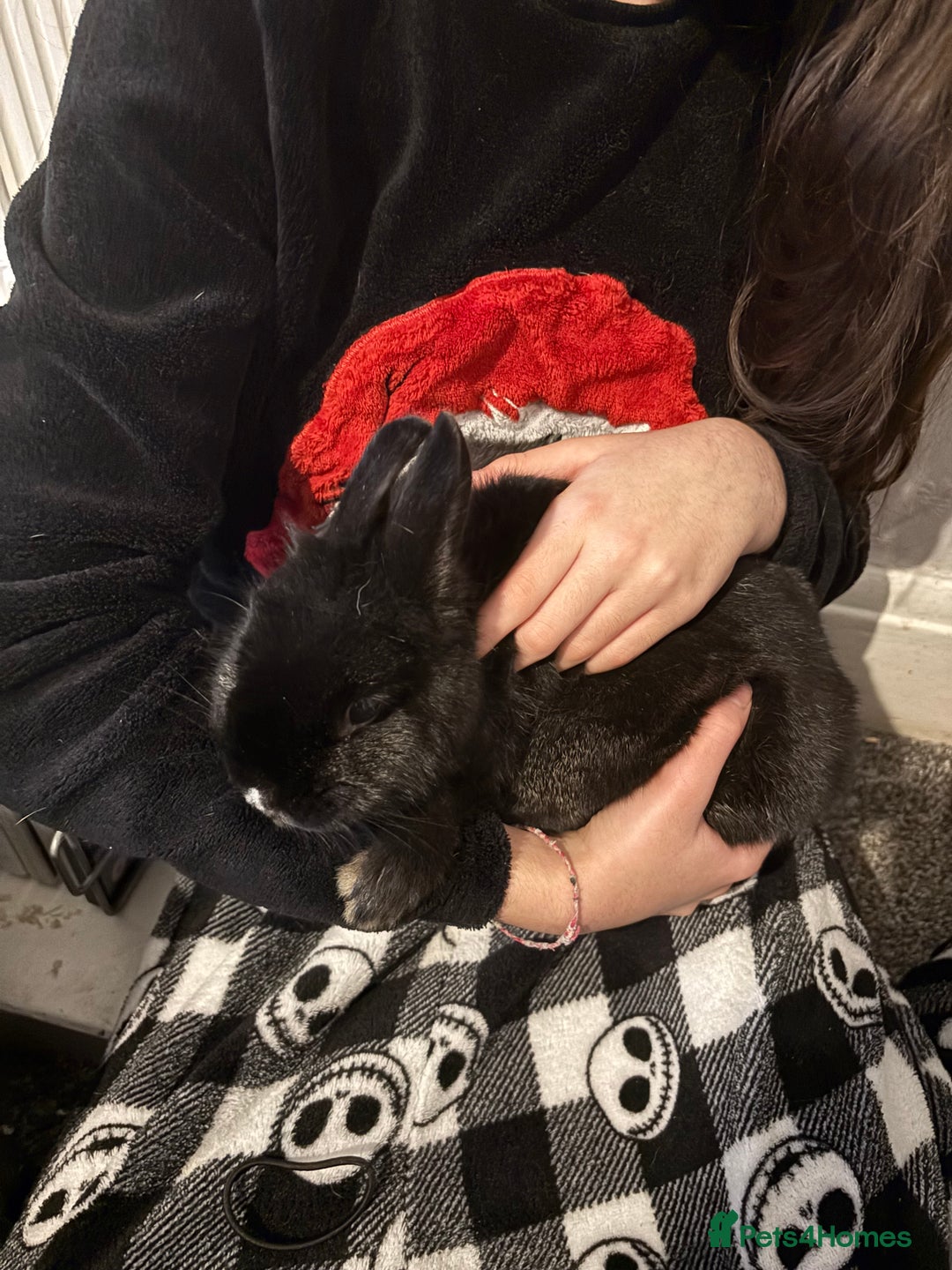 Dutch rabbits for sale: Little bunny  - Advert 2