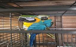 Macaws birds for sale: Macaws  - Image 2