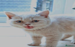 British Shorthair cats for sale: Full Pedigree Cream & Blue BSH Kittens READY - Image 4