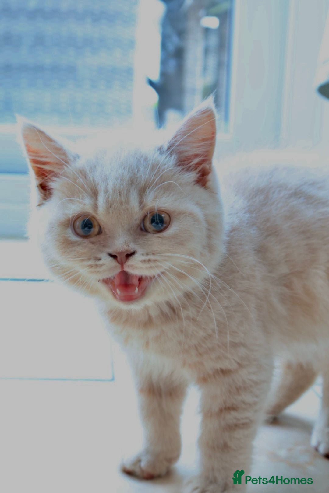 British Shorthair cats for sale: Full Pedigree Cream & Blue BSH Kittens READY - Image 4