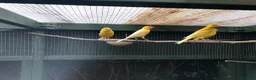 Canaries birds for sale: Satinette canaries crossed with Raza in Middlesbrough - Advert 2