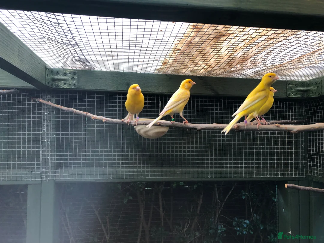 Canaries birds for sale: Satinette canaries crossed with Raza in Middlesbrough - Advert 2