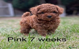 Toy Poodle dogs for sale: Asian Toy Poodle Puppies  - Image 17