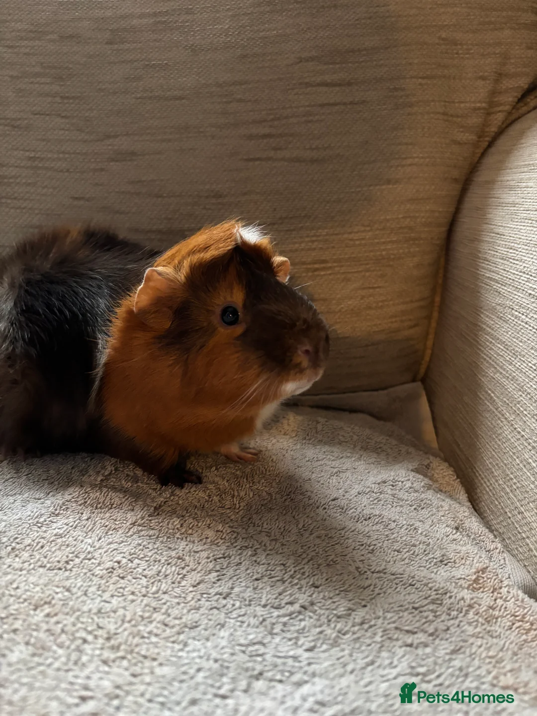 Guinea Pig rodents for sale: male guinea pigs  - Advert 5