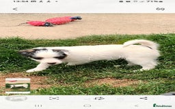 Jack Russell dogs for sale: Jack Russell pups for sale - Image 12